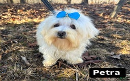 Maltese dogs for sale: Petey - Image 5