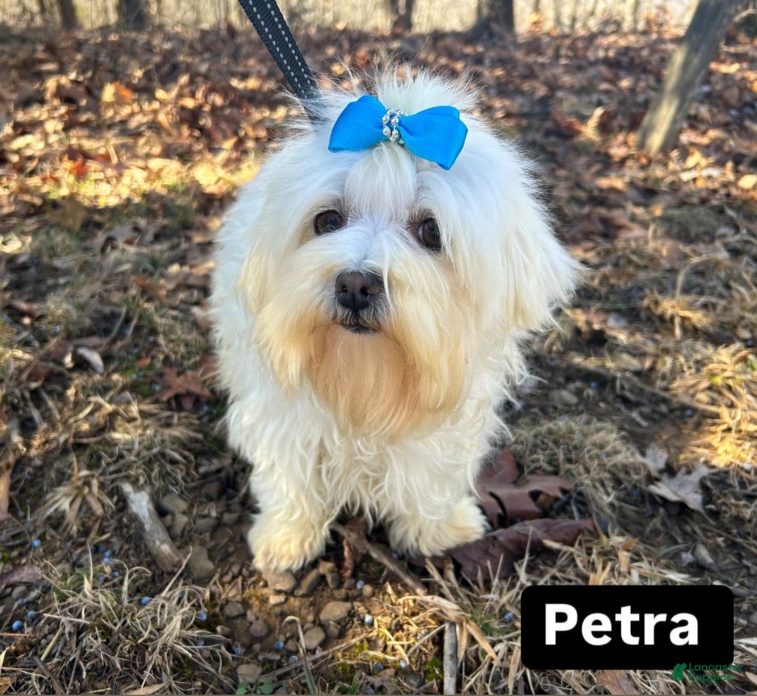 Maltese dogs for sale: Petey - Image 5