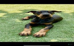 Doberman Pinscher dogs for sale: Jet Euro Championship Line Doberman - Image 4