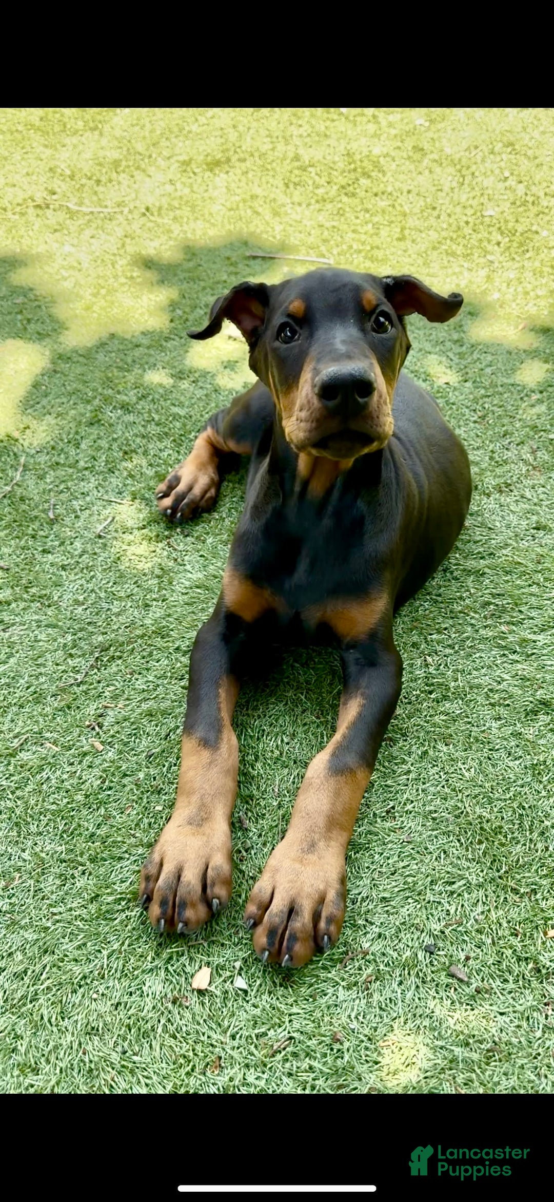 Doberman Pinscher dogs for sale: Jet Euro Championship Line Doberman - Image 4
