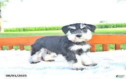 Miniature Schnauzer dogs for sale: Hallie - Image 2