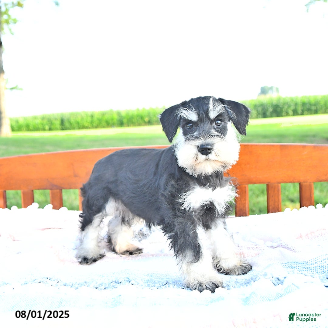 Miniature Schnauzer dogs for sale: Hallie - Image 2