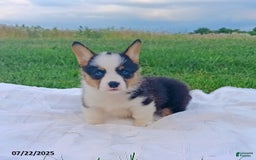 Welsh Corgi Pembroke dogs for sale: Ryan - Image 2
