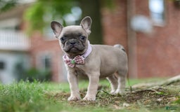 Frenchton dogs for sale: Nancy - Image 4
