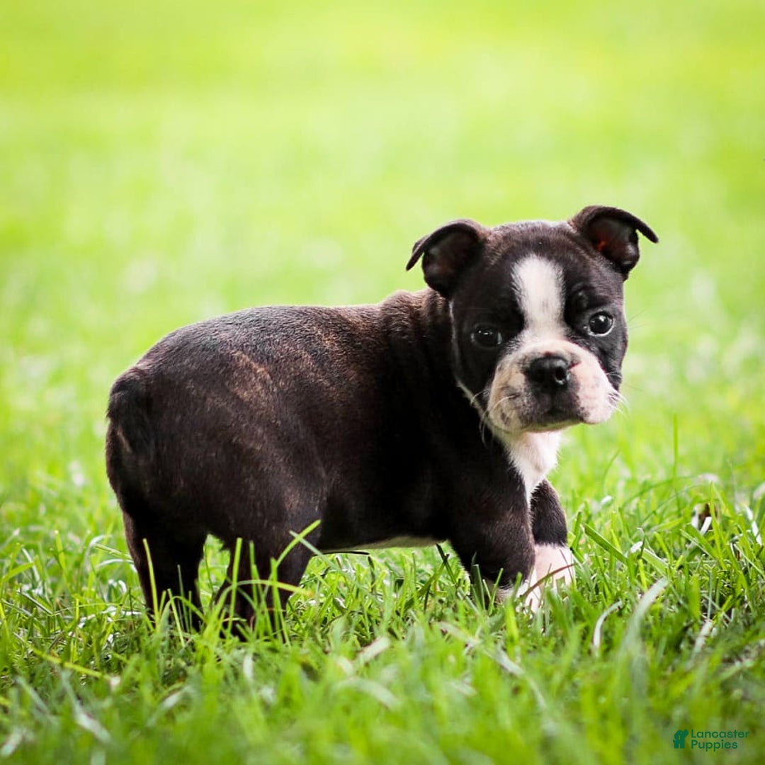 Boston Terrier dogs for sale: Dan - Image 9