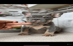 French Bulldog dogs for sale: Female Frenchies - Image 1