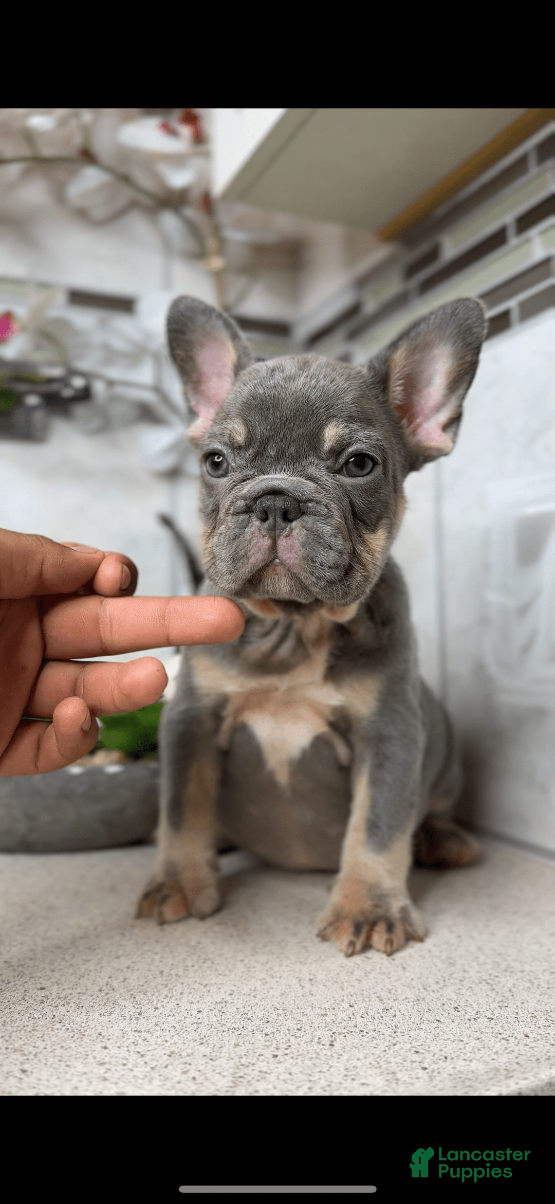 French Bulldog dogs for sale: Female Frenchies - Image 1