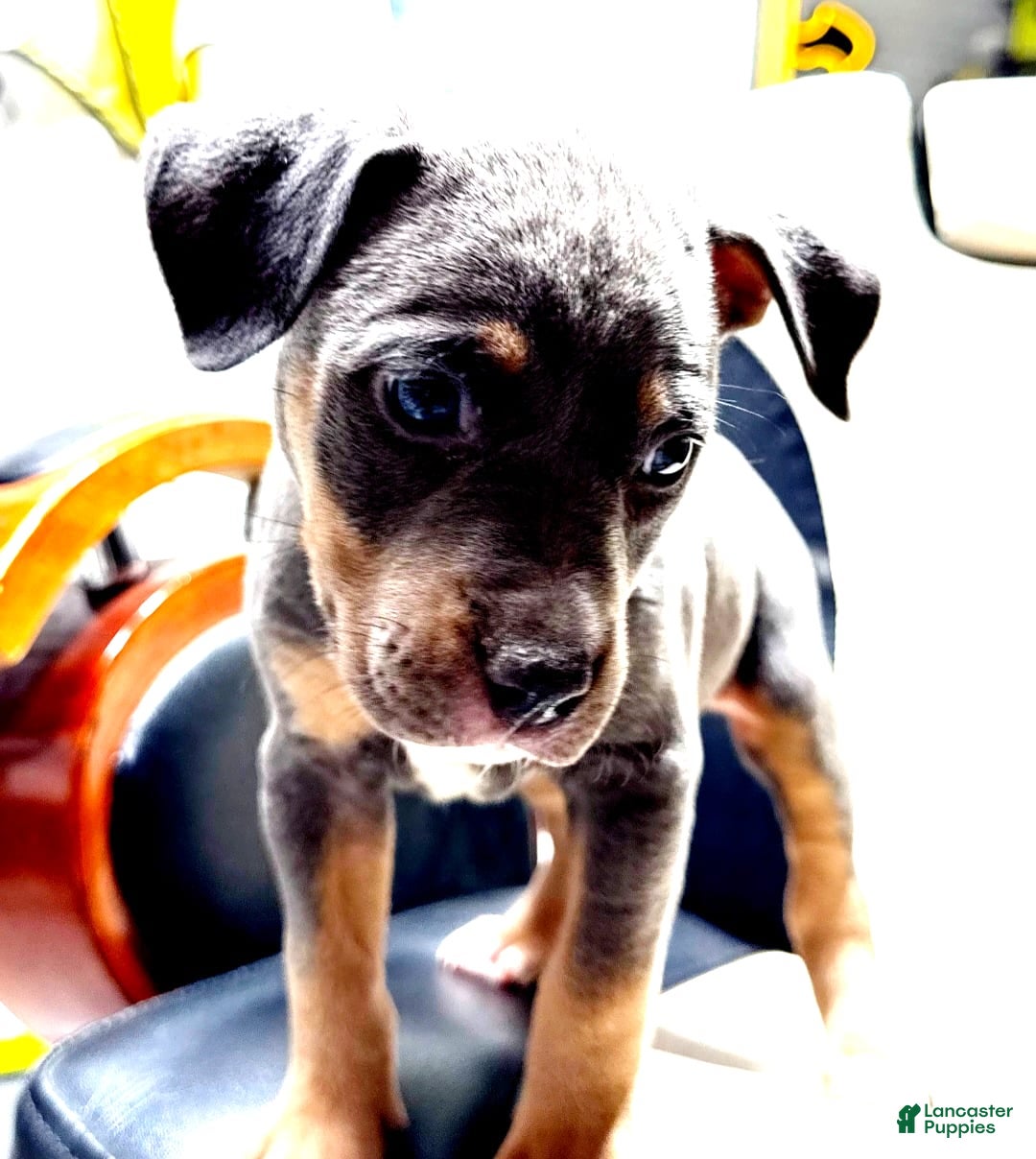 American Bully dogs for sale: "   Alicia Keyz" - Image 4
