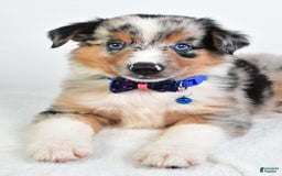Miniature Australian Shepherd dogs for sale: Sawyer - Image 2