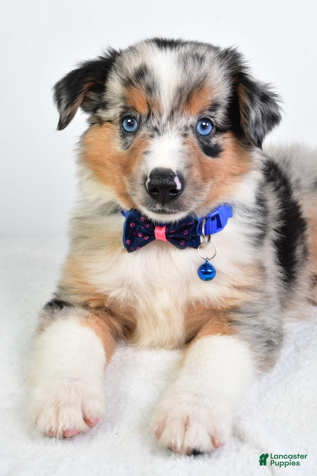 Miniature Australian Shepherd dogs for sale: Sawyer - Image 2