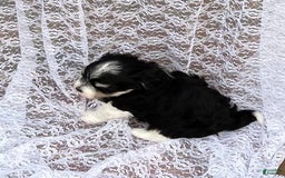 Maltipoo dogs for sale: Maltipoo 4 puppies - Image 19