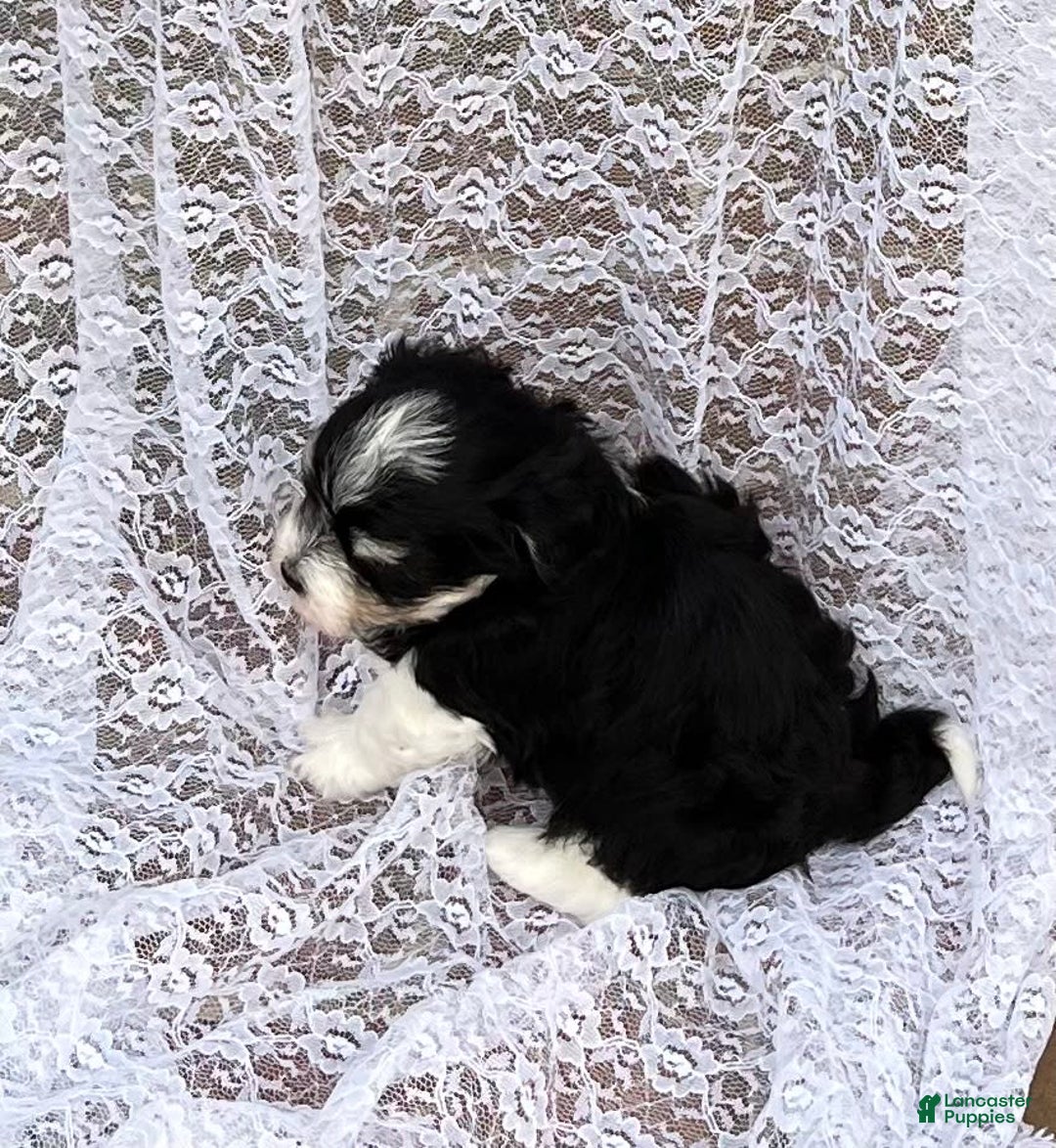 Maltipoo dogs for sale: Maltipoo 4 puppies - Image 19