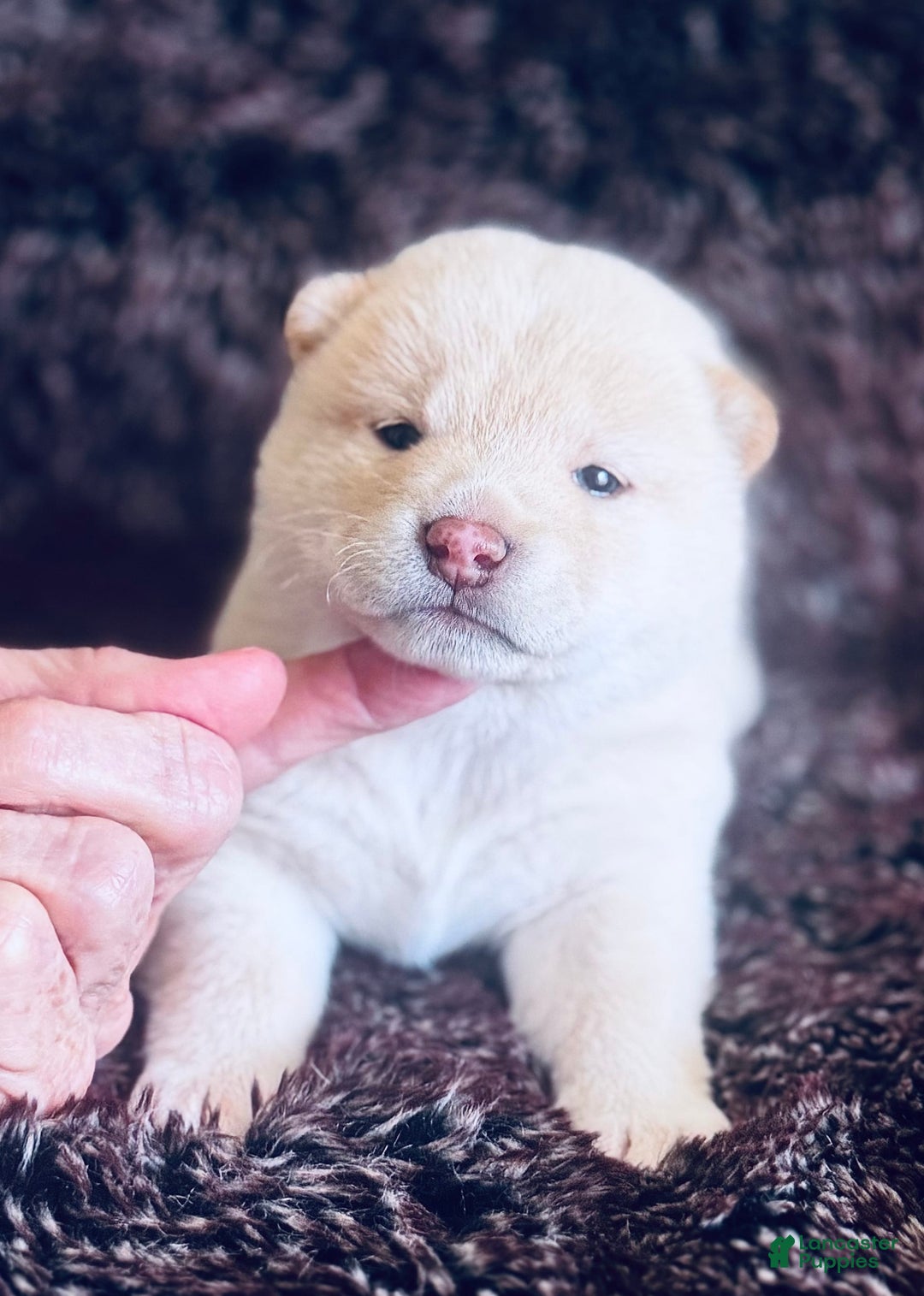 Shiba Inu dogs for sale: Gavim - Image 1