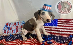 Great Dane dogs for sale: Sally Akc Harlequin - Image 10