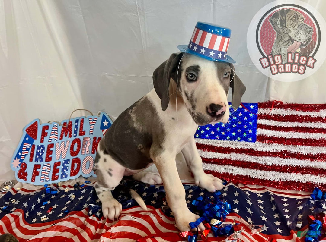Great Dane dogs for sale: Sally Akc Harlequin - Image 10