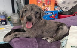 Great Dane dogs for sale: Pirate - Image 2