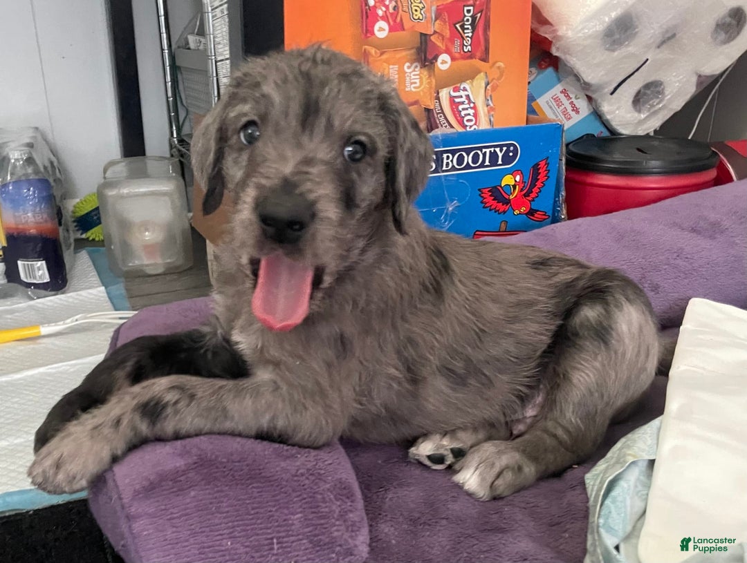 Great Dane dogs for sale: Pirate - Image 2