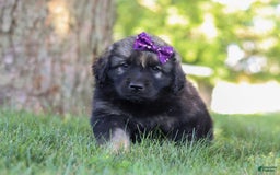 Newfoundland dogs for sale: Zara - Image 6