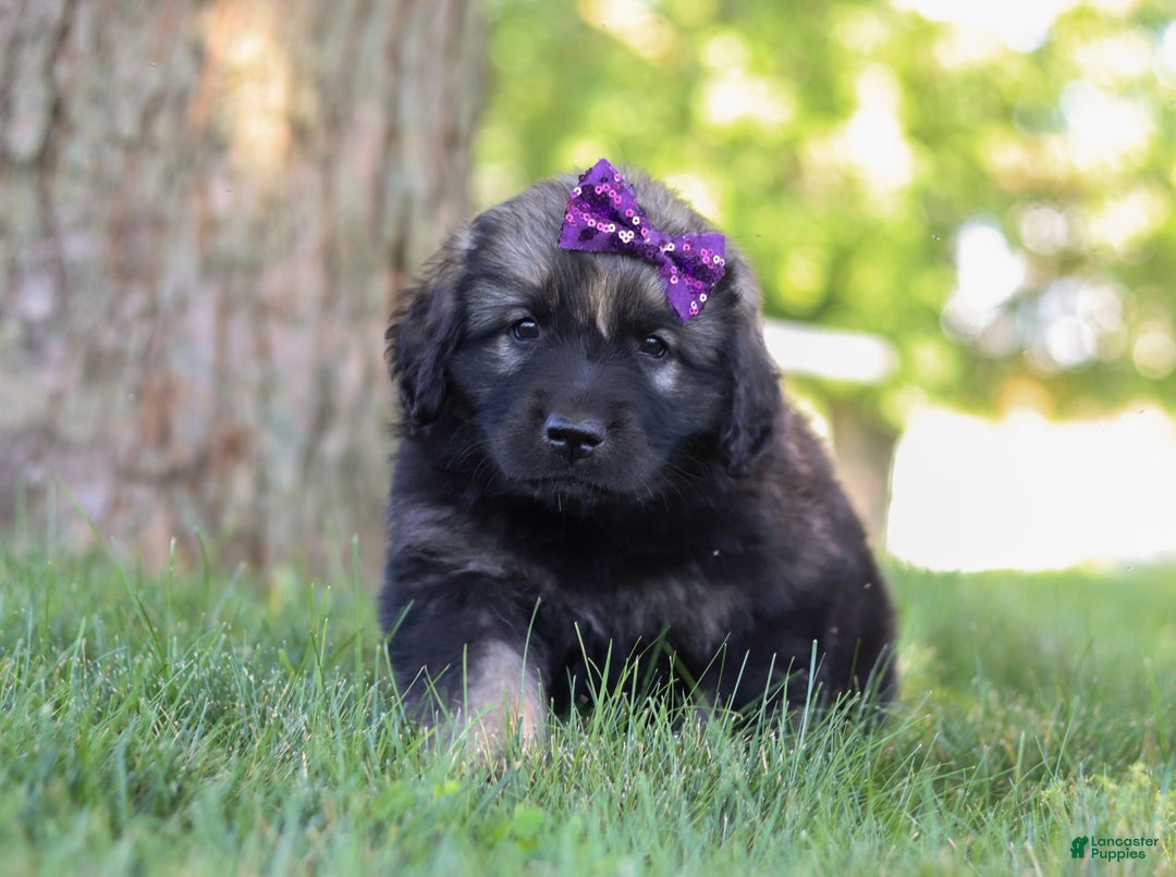 Newfoundland dogs for sale: Zara - Image 6