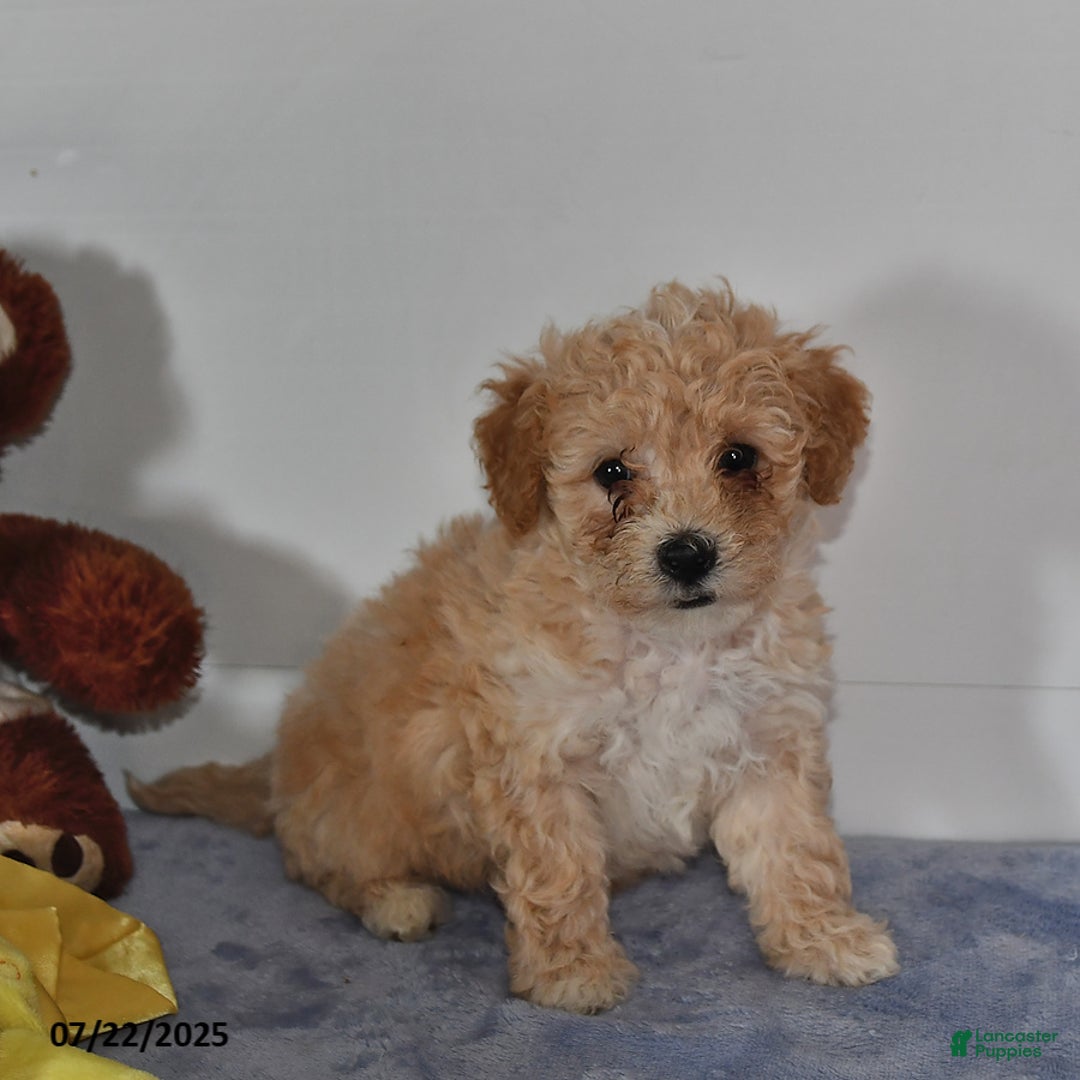 Bichpoo dogs for sale: Cowboy - Image 1