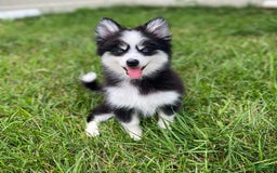 Pomsky dogs for sale: Luffy - Image 4