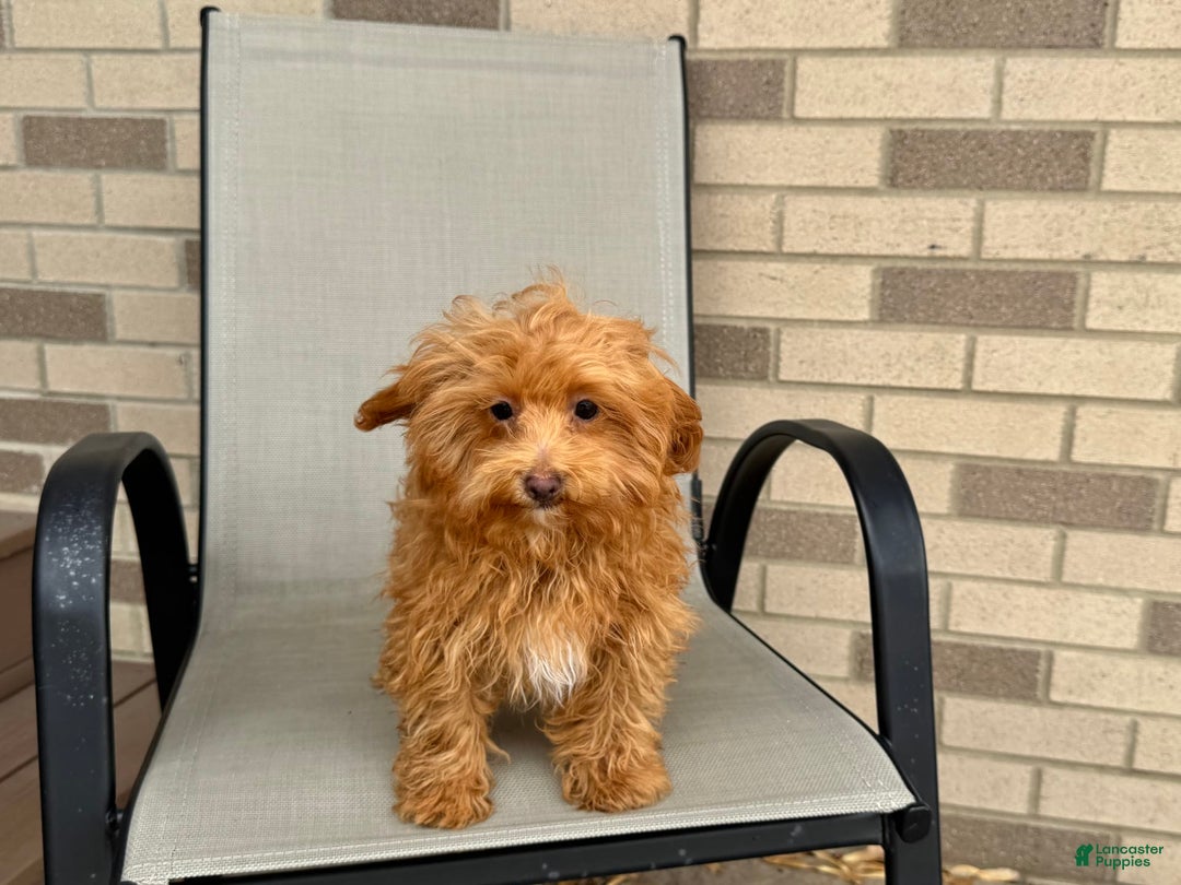 Maltipoo dogs for sale: Kristie - Image 7