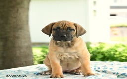 Cane Corso dogs for sale: Harmony - Image 3