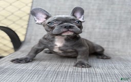 French Bulldog dogs for sale: David - Image 4