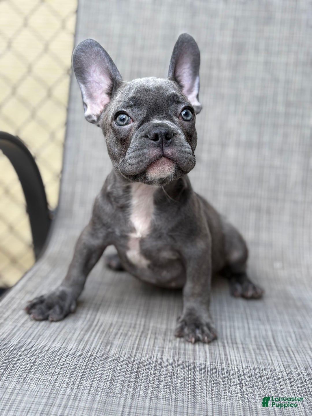 French Bulldog dogs for sale: David - Image 4