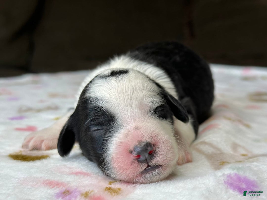 Sheepadoodle dogs for sale: Willow - Image 6