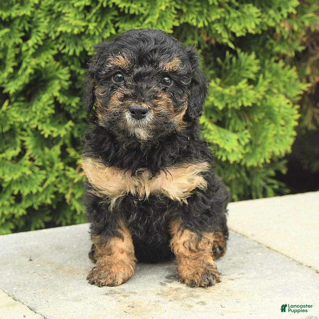 Miniature Poodle dogs for sale: Olive - Image 5
