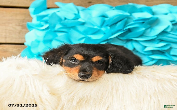 Miniature Dachshund dogs for sale - Ad 4