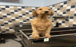 Goldendoodle dogs for sale: Multigenerational Mini Goldendoodles - Image 6