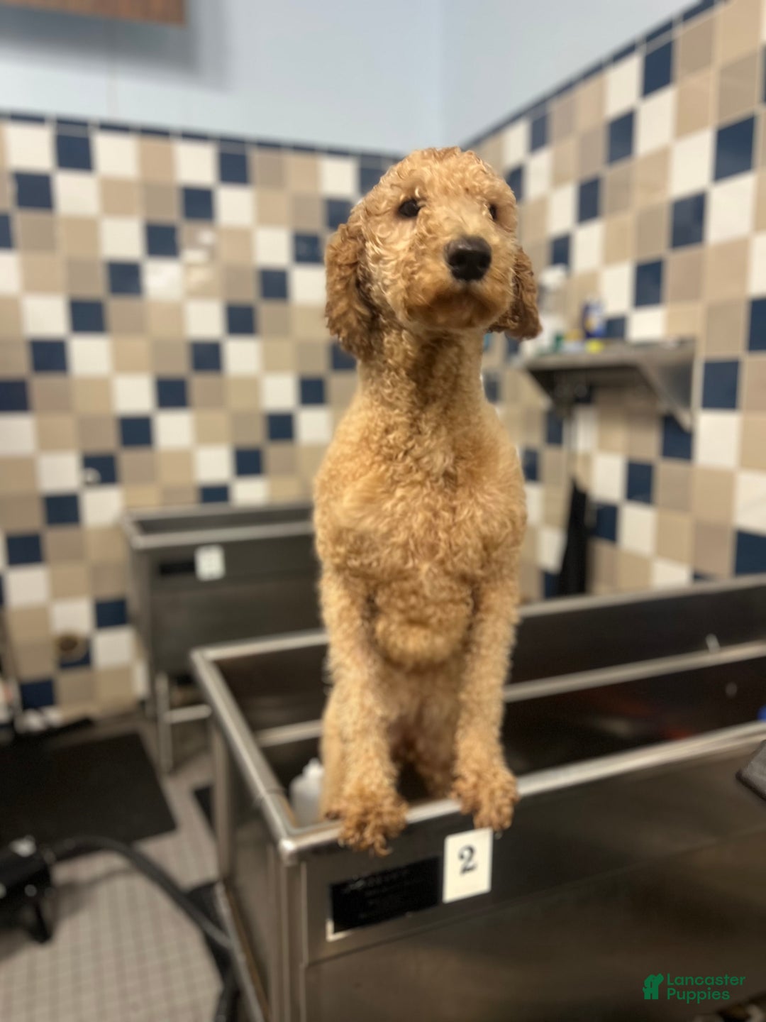 Goldendoodle dogs for sale: Multigenerational Mini Goldendoodles - Image 6
