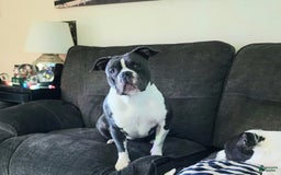 American Bully dogs for sale: Hazel - Image 14