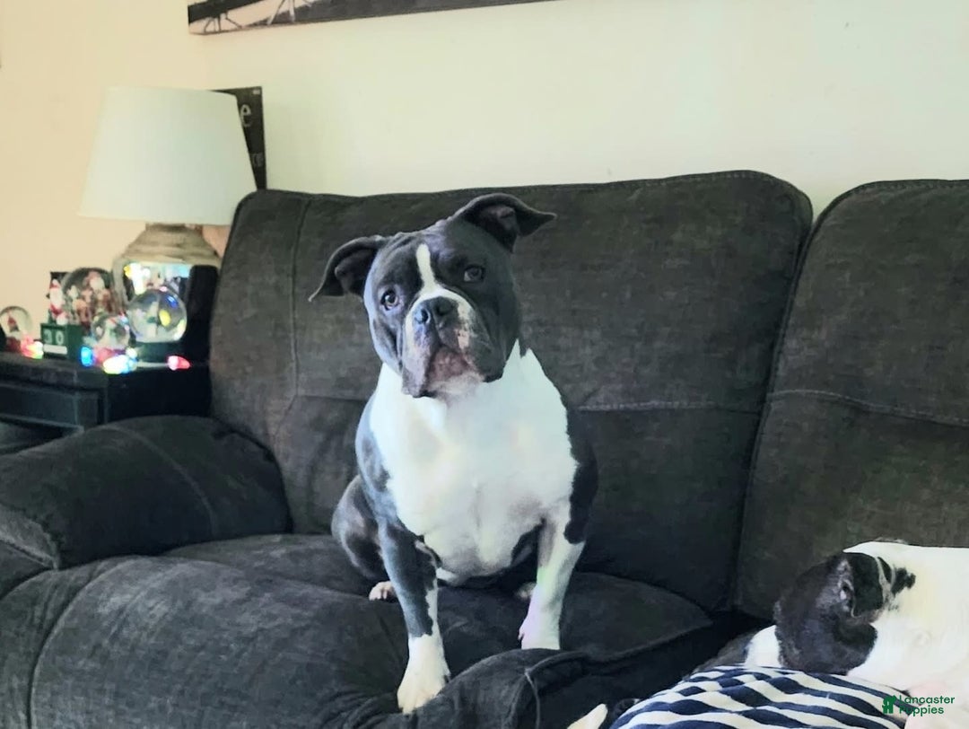 American Bully dogs for sale: Hazel - Image 14