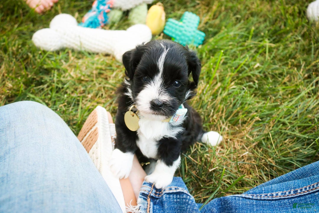 Havanese dogs for sale: Roo - Image 5