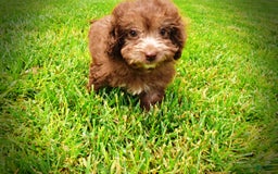 Havapoo dogs for sale: Rosie - Image 2
