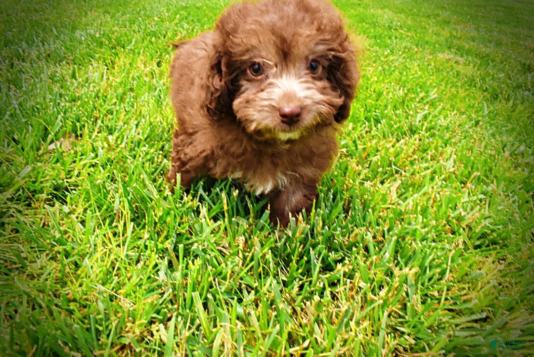 Havapoo dogs for sale: Rosie - Image 2