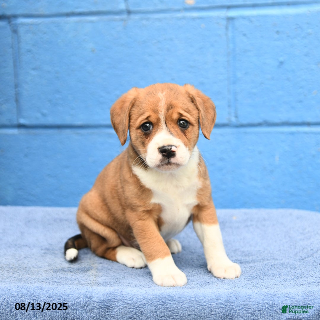 Australian Cattle Dog dogs for sale: Queen Annie - Image 1