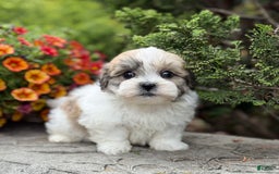 Teddy Bear dogs for sale: Razzle - Image 5