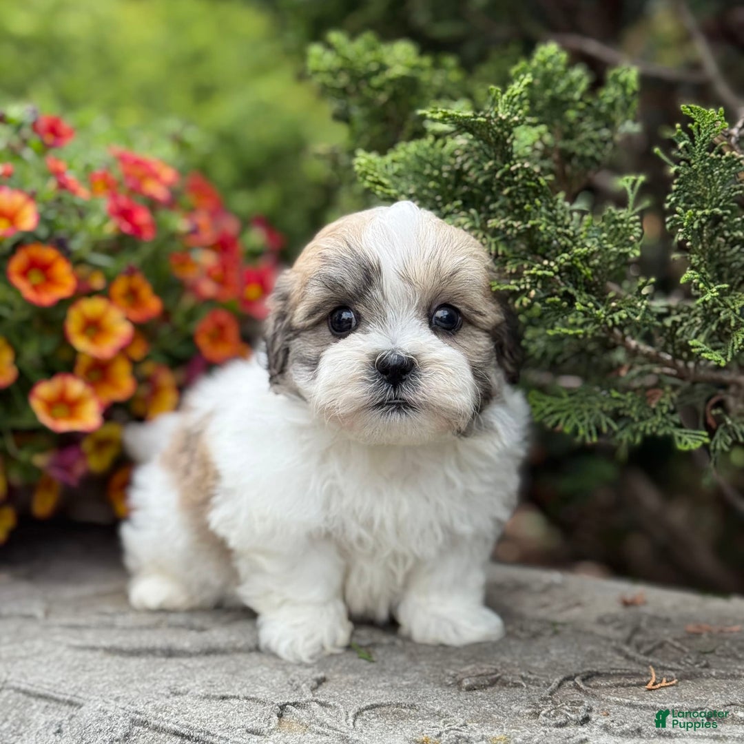 Teddy Bear dogs for sale: Razzle - Image 5