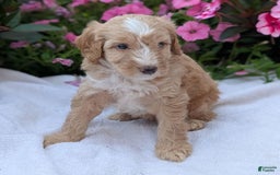 Mini Aussiedoodle dogs for sale: Roscoe - Image 12