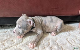 American Bully dogs for sale: Green Girl - Image 12