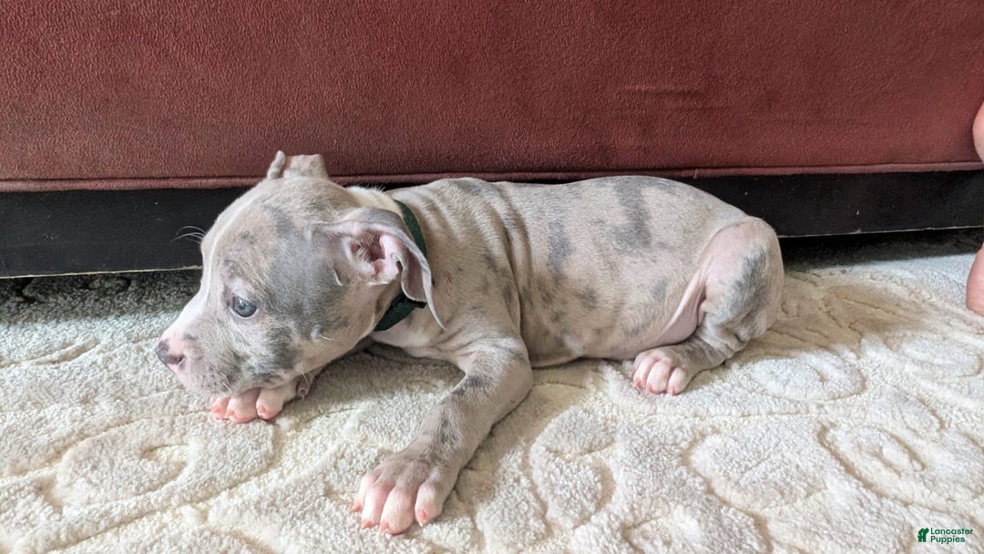 American Bully dogs for sale: Green Girl - Image 12