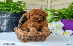 Toy Poodle dogs for sale: Niko - Image 3