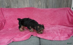 Yorkshire Terrier dogs for sale: Tank - Image 4