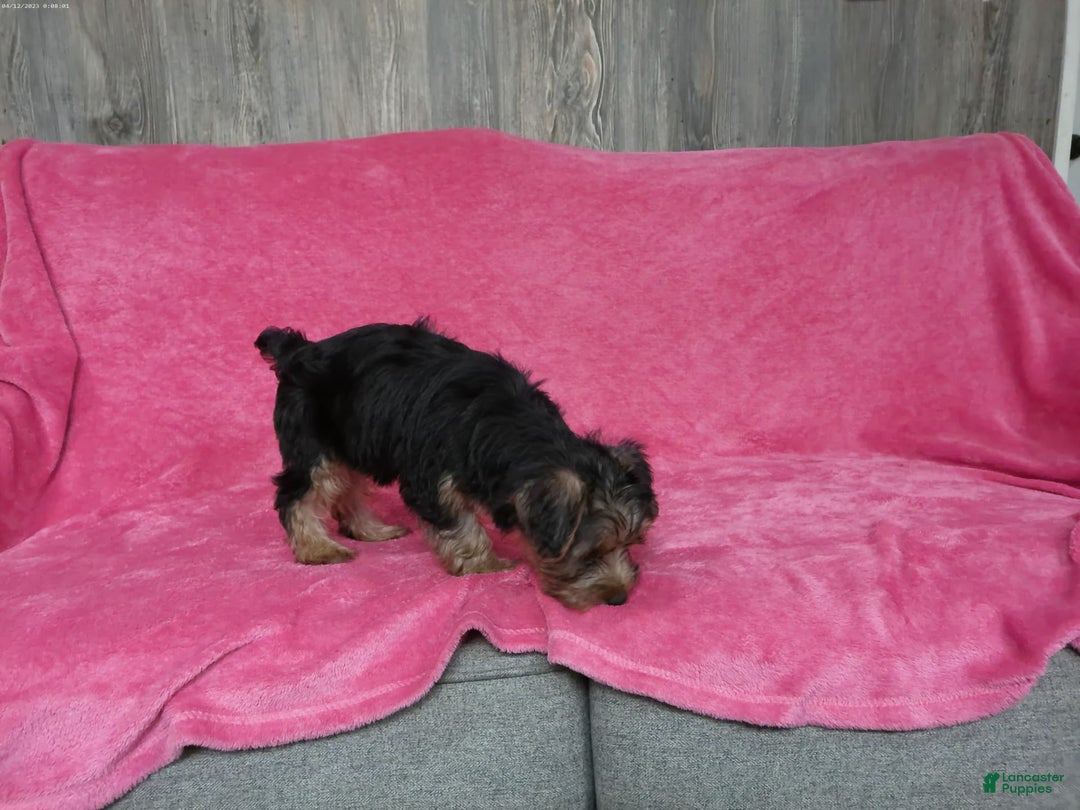 Yorkshire Terrier dogs for sale: Tank - Image 4