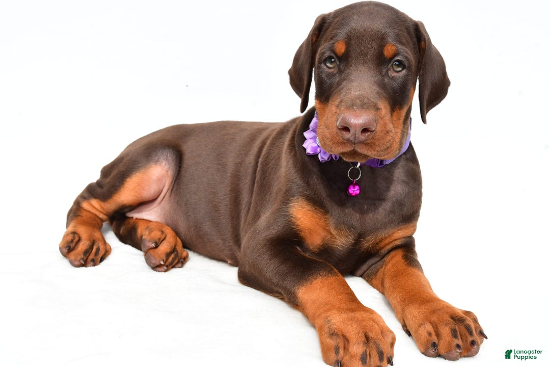 Doberman Pinscher dogs for sale: Marsha - Image 2