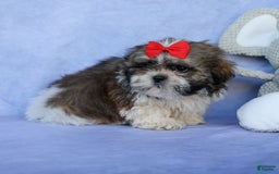 Shih Tzu dogs for sale: Lucky - Image 8